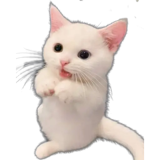 Pollitos x( y gato 