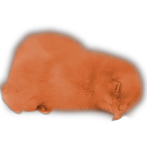Pollitos x( y gato 