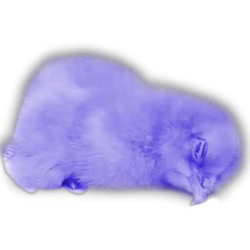 Pollitos x( y gato 