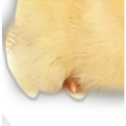 Pollitos x( y gato  preview