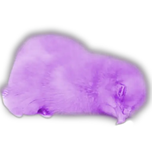 Pollitos x( y gato 