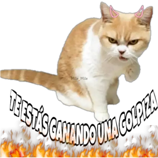 Surtido uwu 
