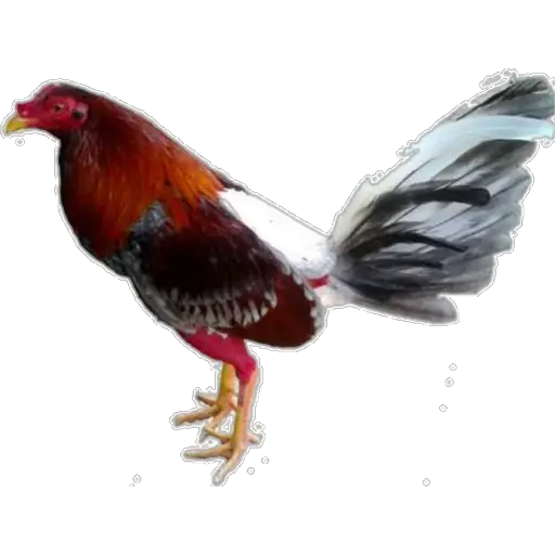 🐓GALLOS DE PELEA🐓 