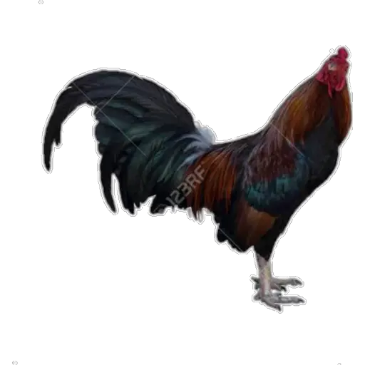🐓GALLOS DE PELEA🐓 