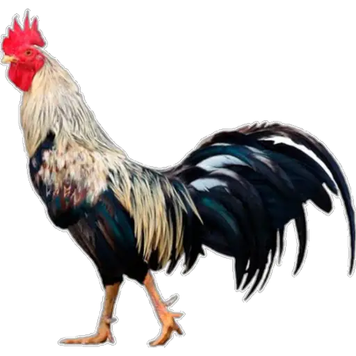 🐓GALLOS DE PELEA🐓 