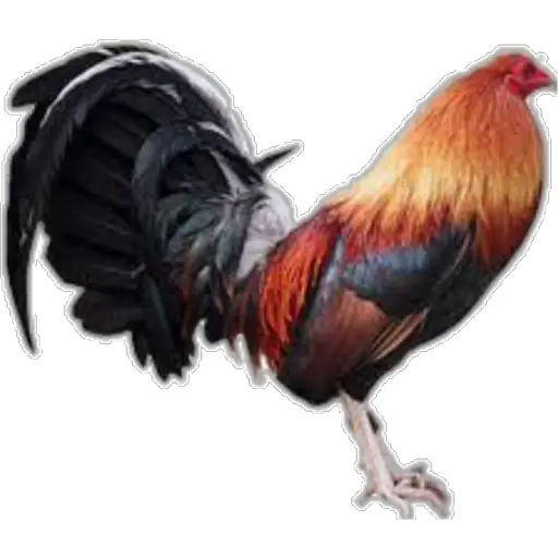 🐓GALLOS DE PELEA🐓 