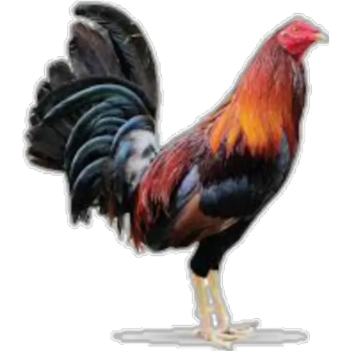 🐓GALLOS DE PELEA🐓 