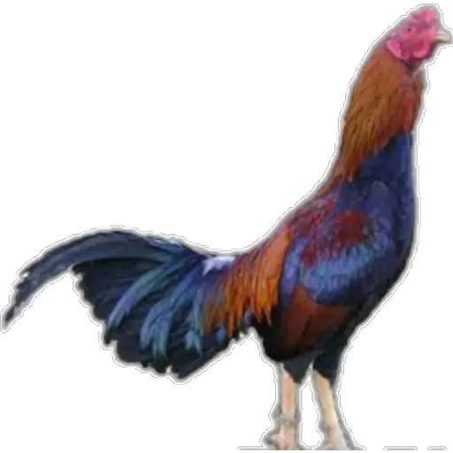🐓GALLOS DE PELEA🐓 