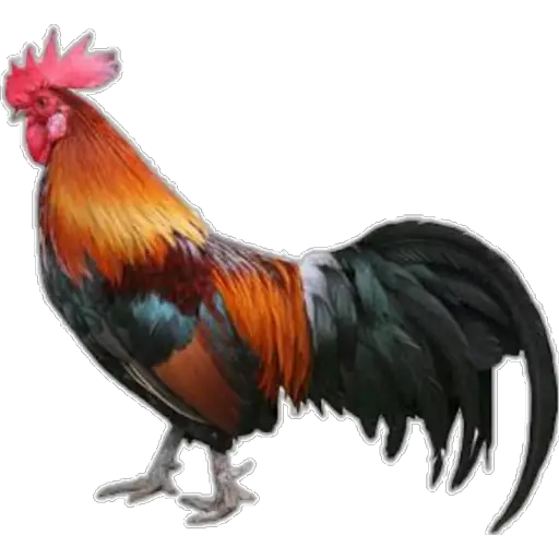 🐓GALLOS DE PELEA🐓 