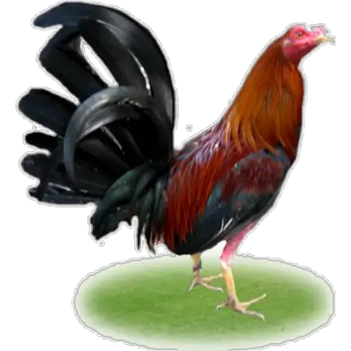 🐓GALLOS DE PELEA🐓 