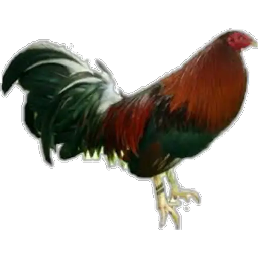 🐓GALLOS DE PELEA🐓 