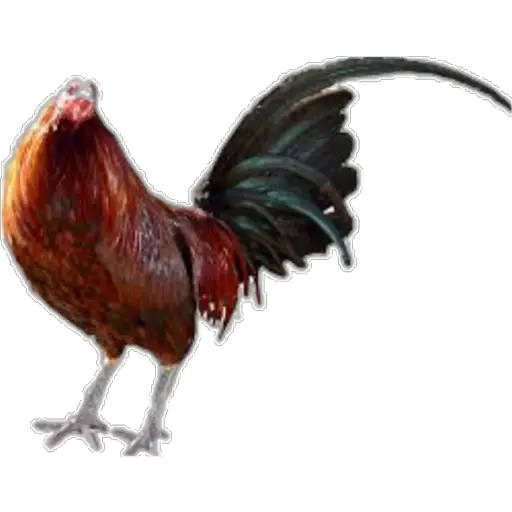 🐓GALLOS DE PELEA🐓 