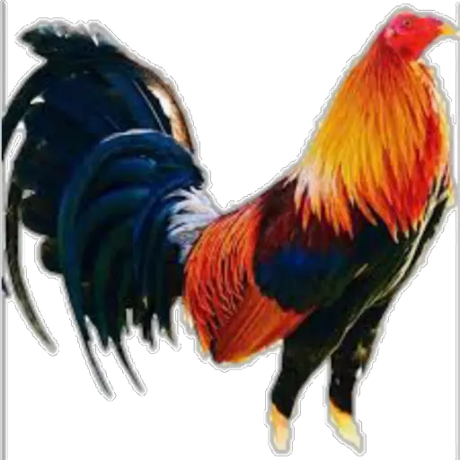 🐓GALLOS DE PELEA🐓 