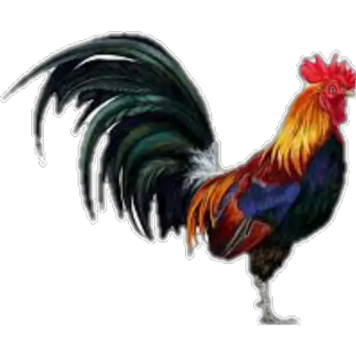🐓GALLOS DE PELEA🐓 