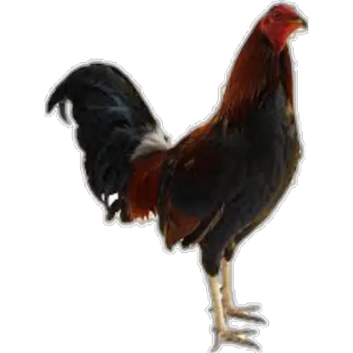 🐓GALLOS DE PELEA🐓 