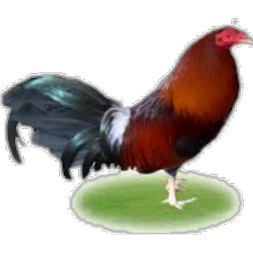 🐓GALLOS DE PELEA🐓  preview