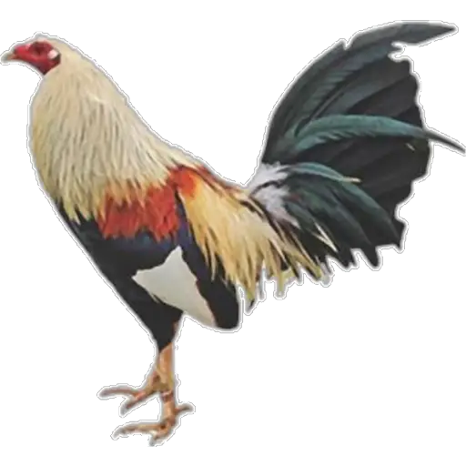 🐓GALLOS DE PELEA🐓 