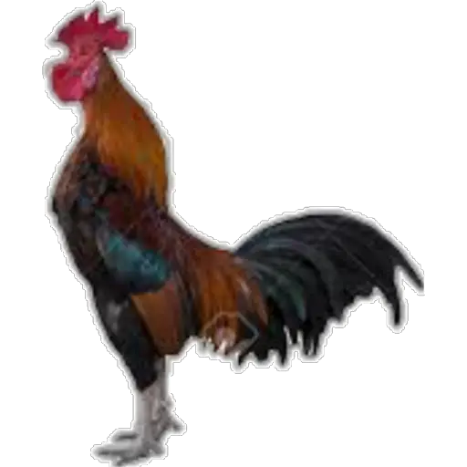 🐓GALLOS DE PELEA🐓  preview
