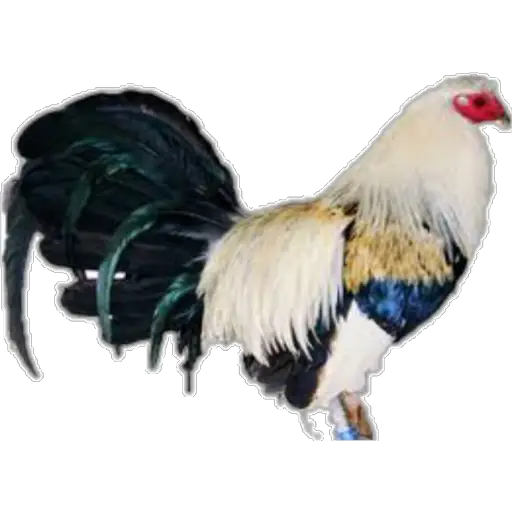 🐓GALLOS DE PELEA🐓 