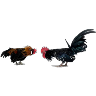 🐓GALLOS DE PELEA🐓 