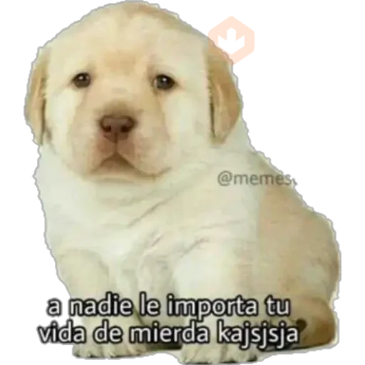 perritos sticker 12