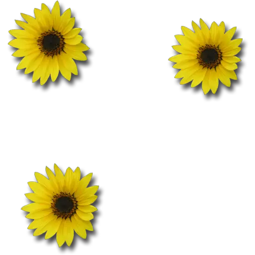 Letras ♡ Girasol 
