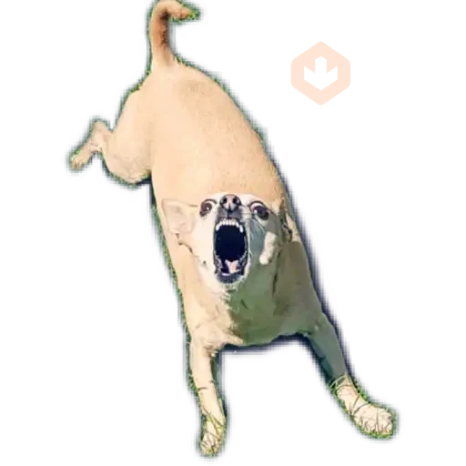 chihuahua sticker 27