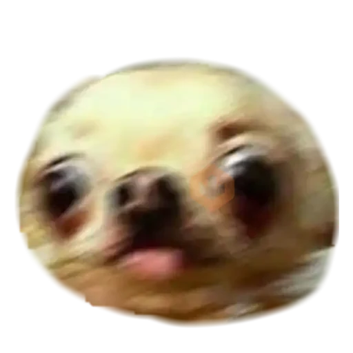 chihuahua sticker 28