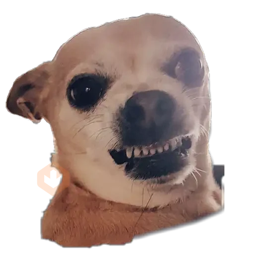 chihuahua sticker 22