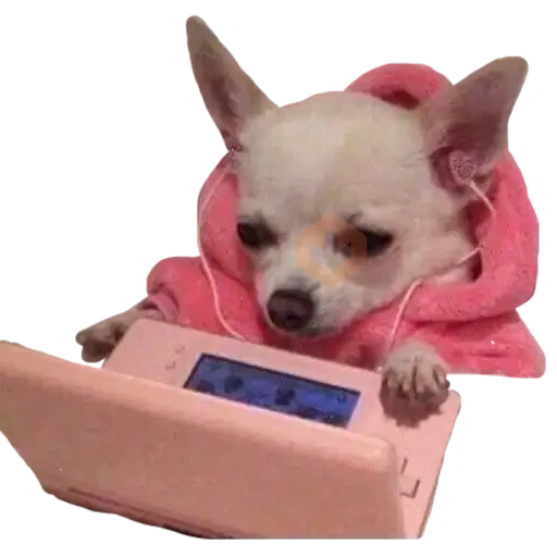 chihuahua sticker 17