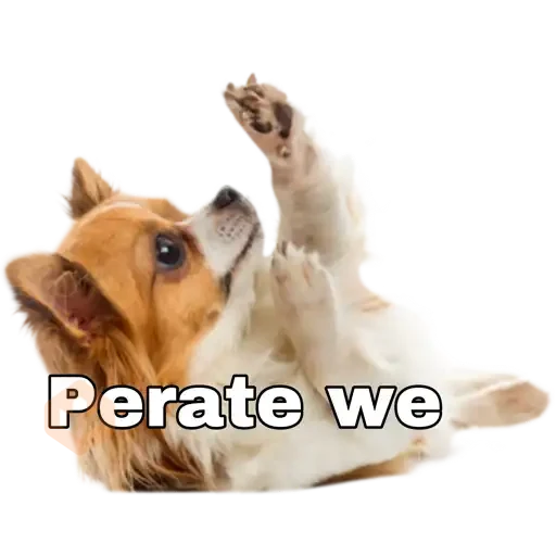 chihuahua sticker 18