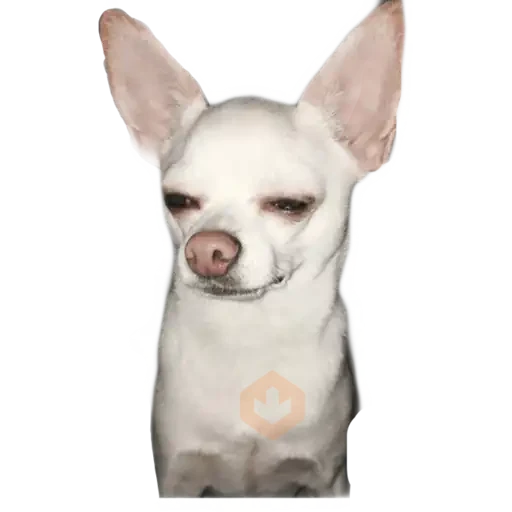 chihuahua sticker 14