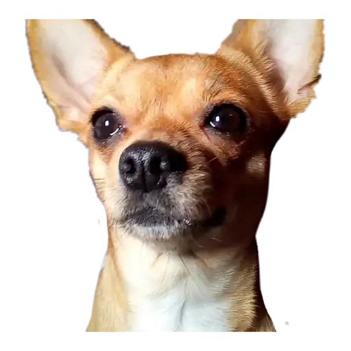 chihuahua sticker 13