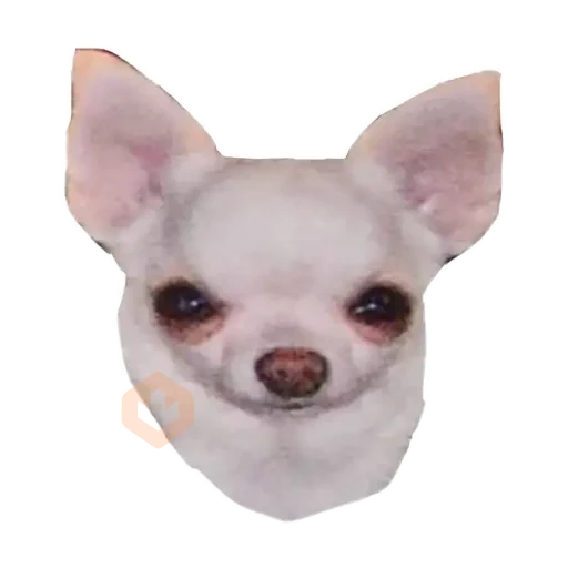 chihuahua sticker 29