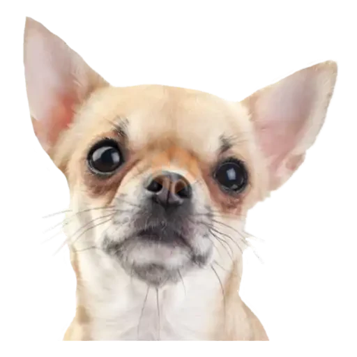 chihuahua sticker 20