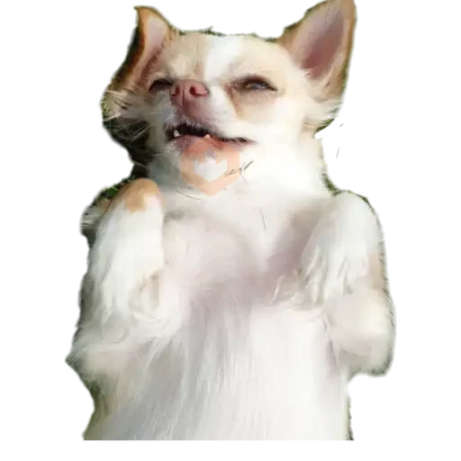 chihuahua sticker 25