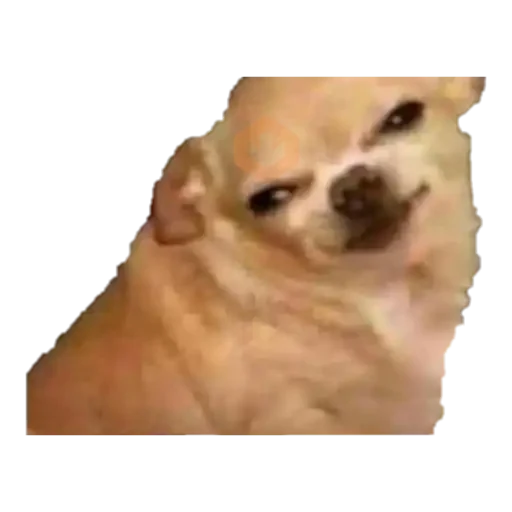 chihuahua sticker 19
