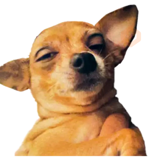chihuahua sticker 23