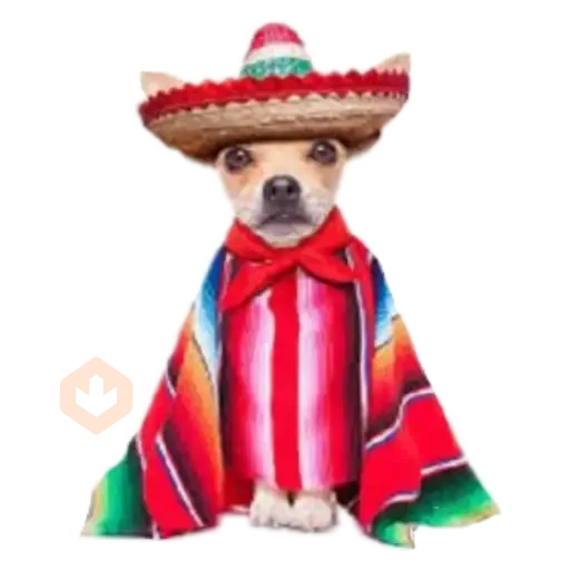 chihuahua sticker 21
