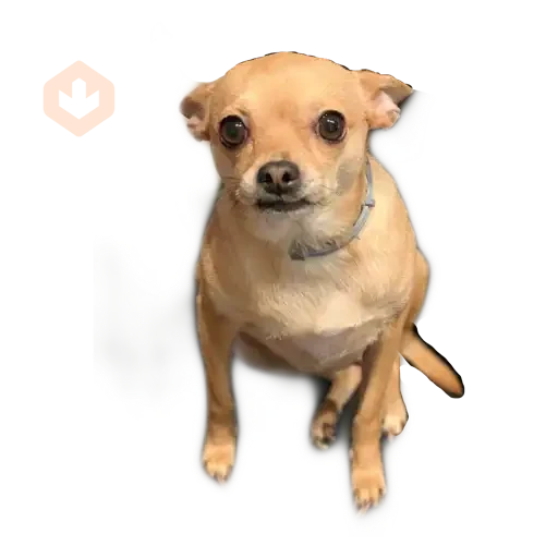 chihuahua sticker 12