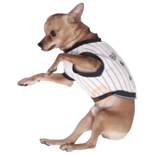 chihuahua sticker 26