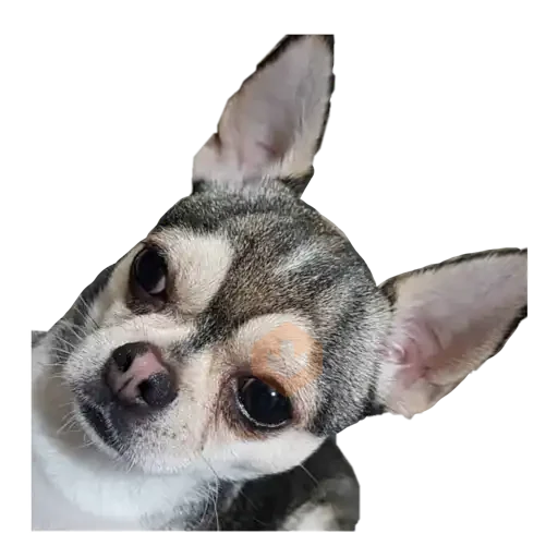chihuahua sticker 24
