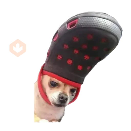 chihuahua sticker 11