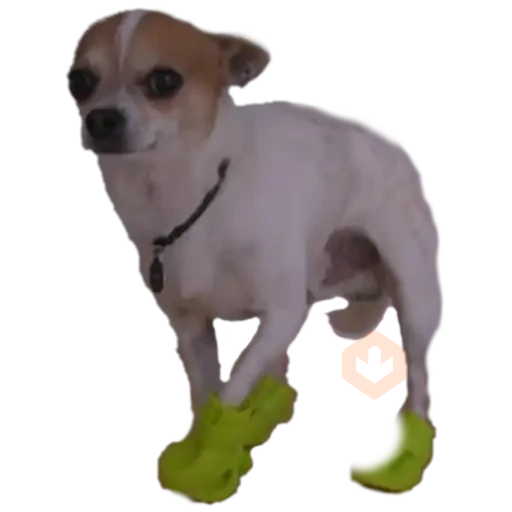 chihuahua sticker 15