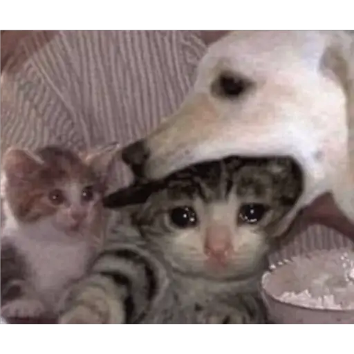 Michis Llorando #2 