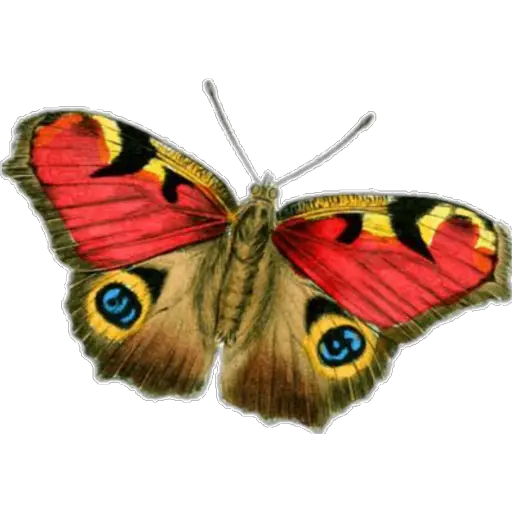 🦋MARIPOSAS BONITAS🦋 