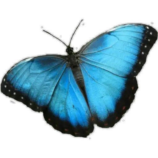 🦋MARIPOSAS BONITAS🦋 
