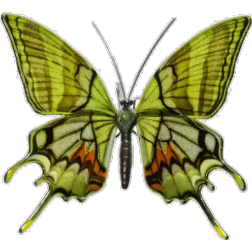 🦋MARIPOSAS BONITAS🦋 