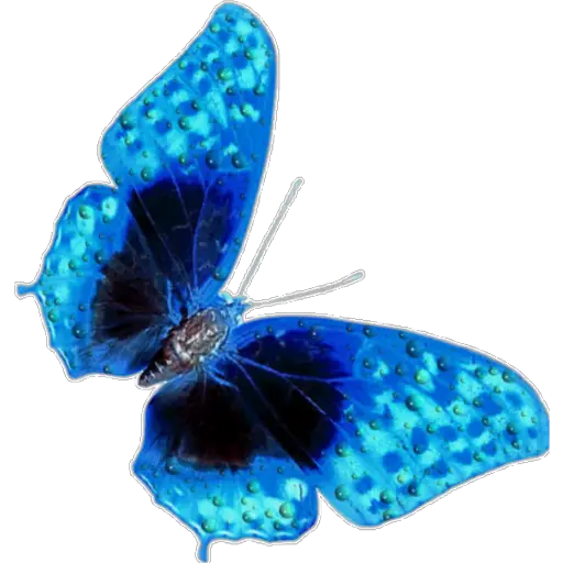🦋MARIPOSAS BONITAS🦋 