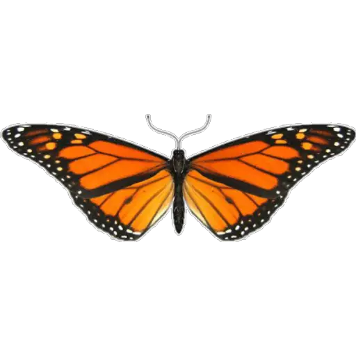 🦋MARIPOSAS BONITAS🦋 